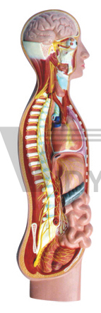 The model of autonomic nervous